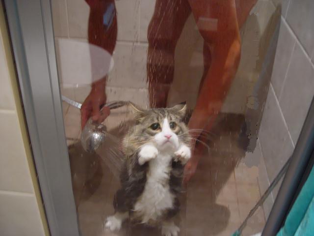 cat_in_the_showers.jpg
