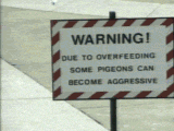 Do not feed the birds
